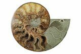 Cut & Polished, Agatized Ammonite Fossil - Madagascar #241005-1